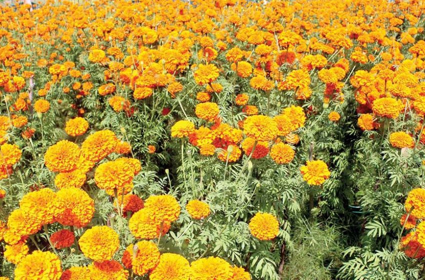  तिहारमा एउटै किसान बेचे सात लाखको फूल